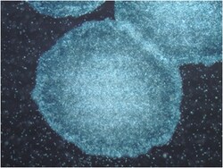 MilliporeSigma&trade; PluriSTEM&trade; Freeze Medium